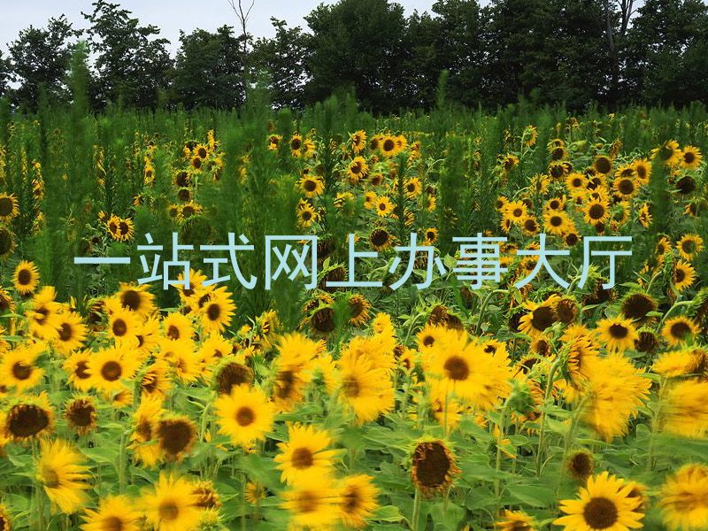 一站式网上办事大厅