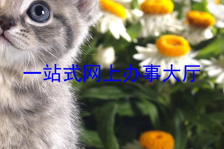 一站式网上办事大厅