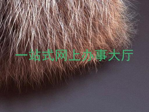 一站式网上办事大厅