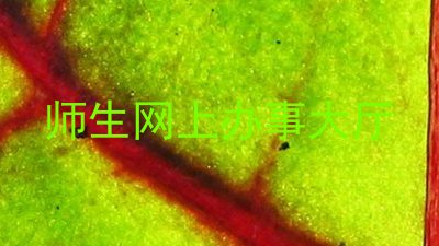 师生网上办事大厅