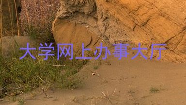 大学网上办事大厅