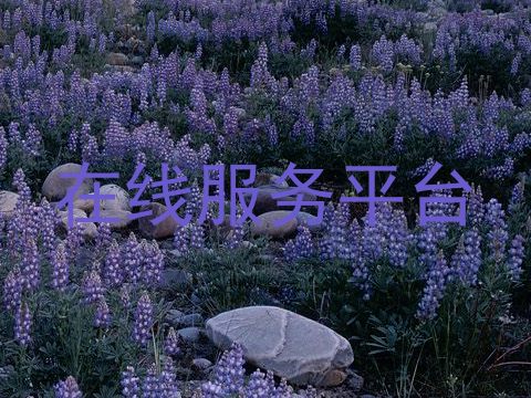 在线服务平台