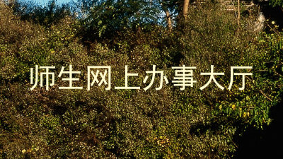 师生网上办事大厅