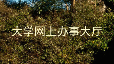 大学网上办事大厅