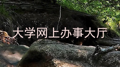 大学网上办事大厅