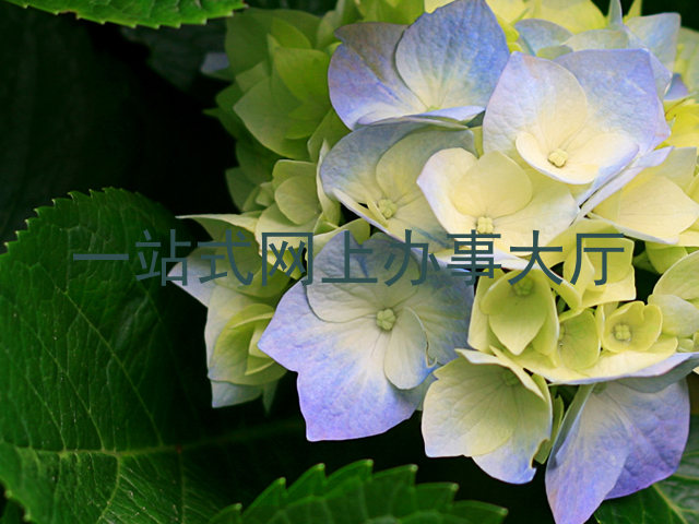 一站式网上办事大厅
