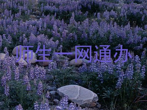 师生一网通办