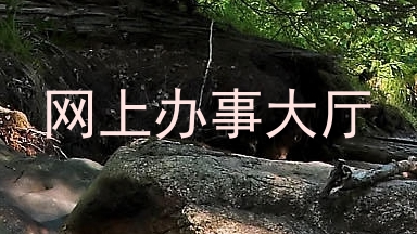 网上办事大厅
