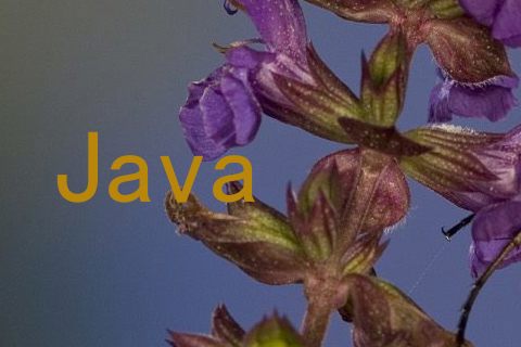 Java