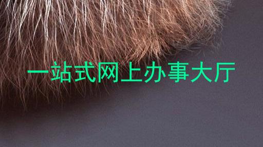 一站式网上办事大厅