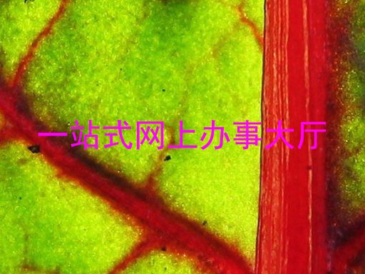 一站式网上办事大厅