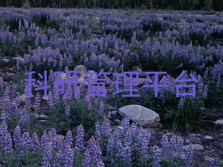 科研管理平台