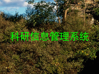 科研信息管理系统