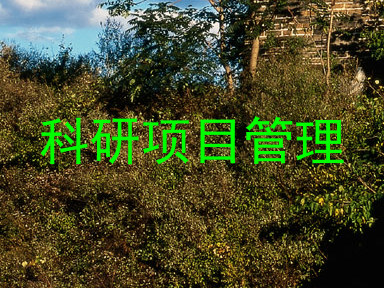 科研项目管理