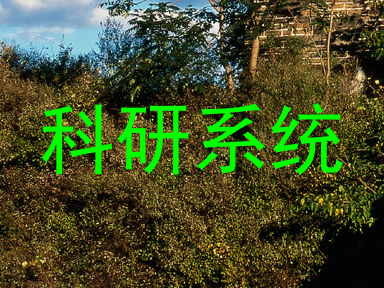 科研系统