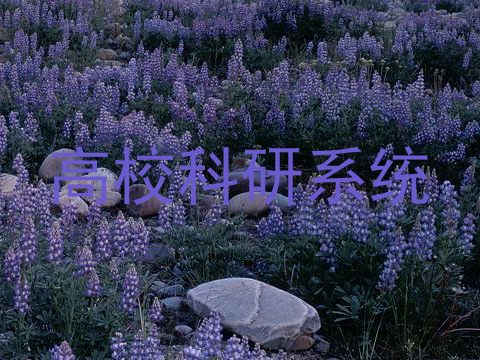 高校科研系统