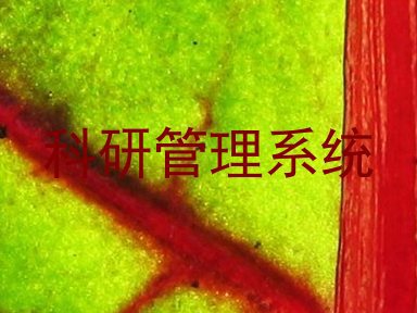 科研管理系统