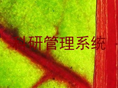 科研管理系统