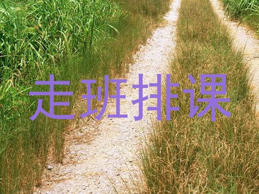 走班排课