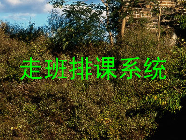 走班排课系统