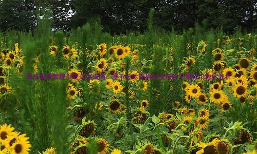 高校排课管理系统选型指南：基于技术架构师视角的宁夏银川地区分析