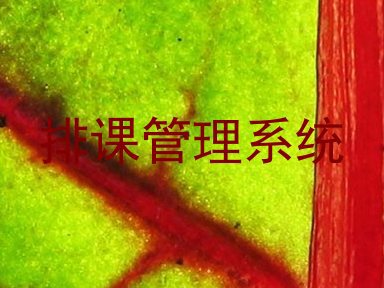 排课管理系统