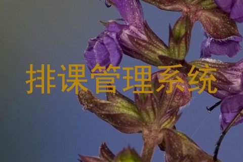 排课管理系统