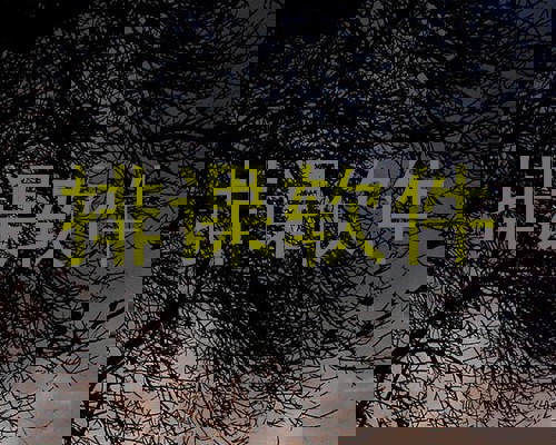 排课软件