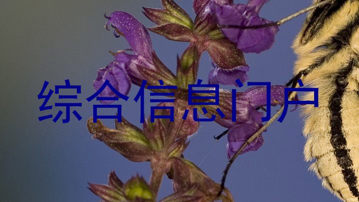 综合信息门户