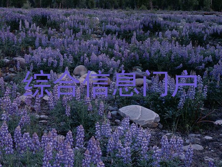 综合信息门户