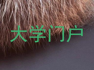 大学门户