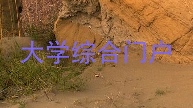 大学综合门户