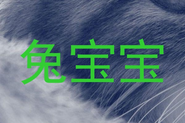 兔宝宝