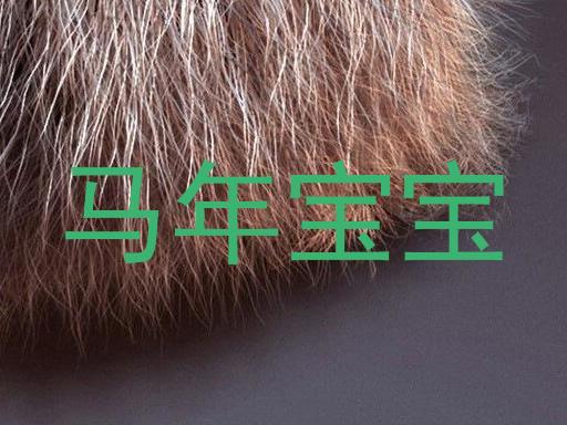 马年宝宝