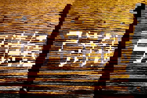 弓诗钰