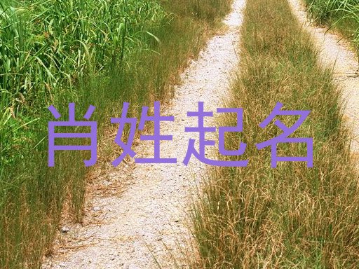 肖姓起名