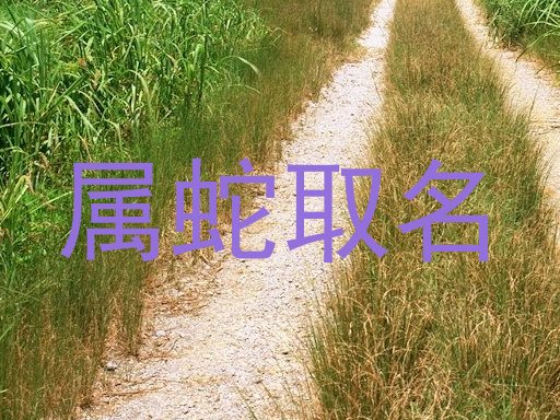 属蛇取名
