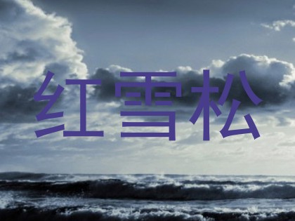 红雪松