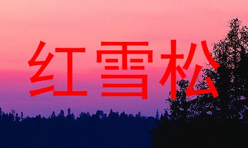 红雪松