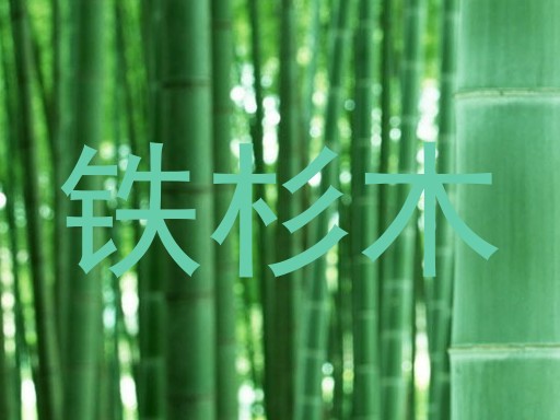 铁杉木