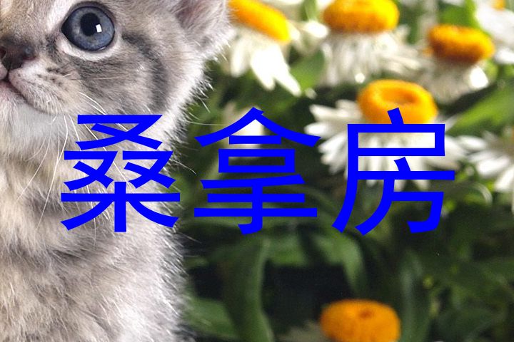 桑拿房