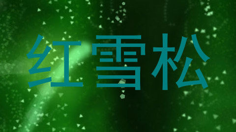 红雪松