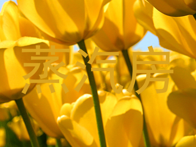 蒸汽房
