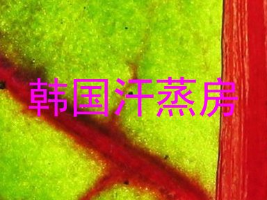 韩国汗蒸房