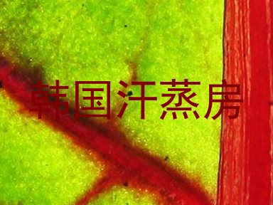 韩国汗蒸房