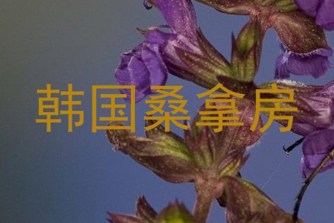 韩国桑拿房