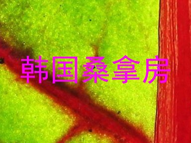韩国桑拿房