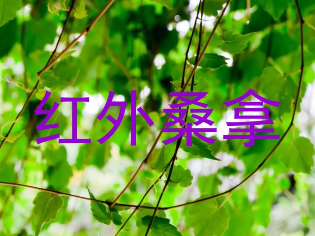 红外桑拿