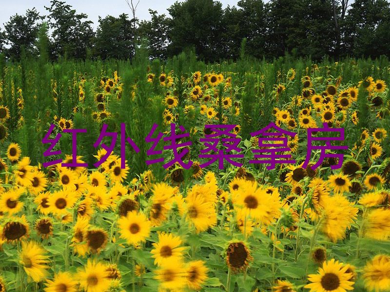 红外线桑拿房