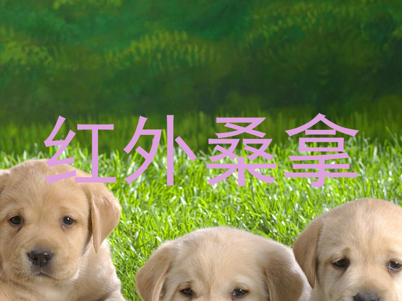 红外桑拿